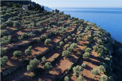 Mallorca A Summer Vacation in the Land of Olive Trees