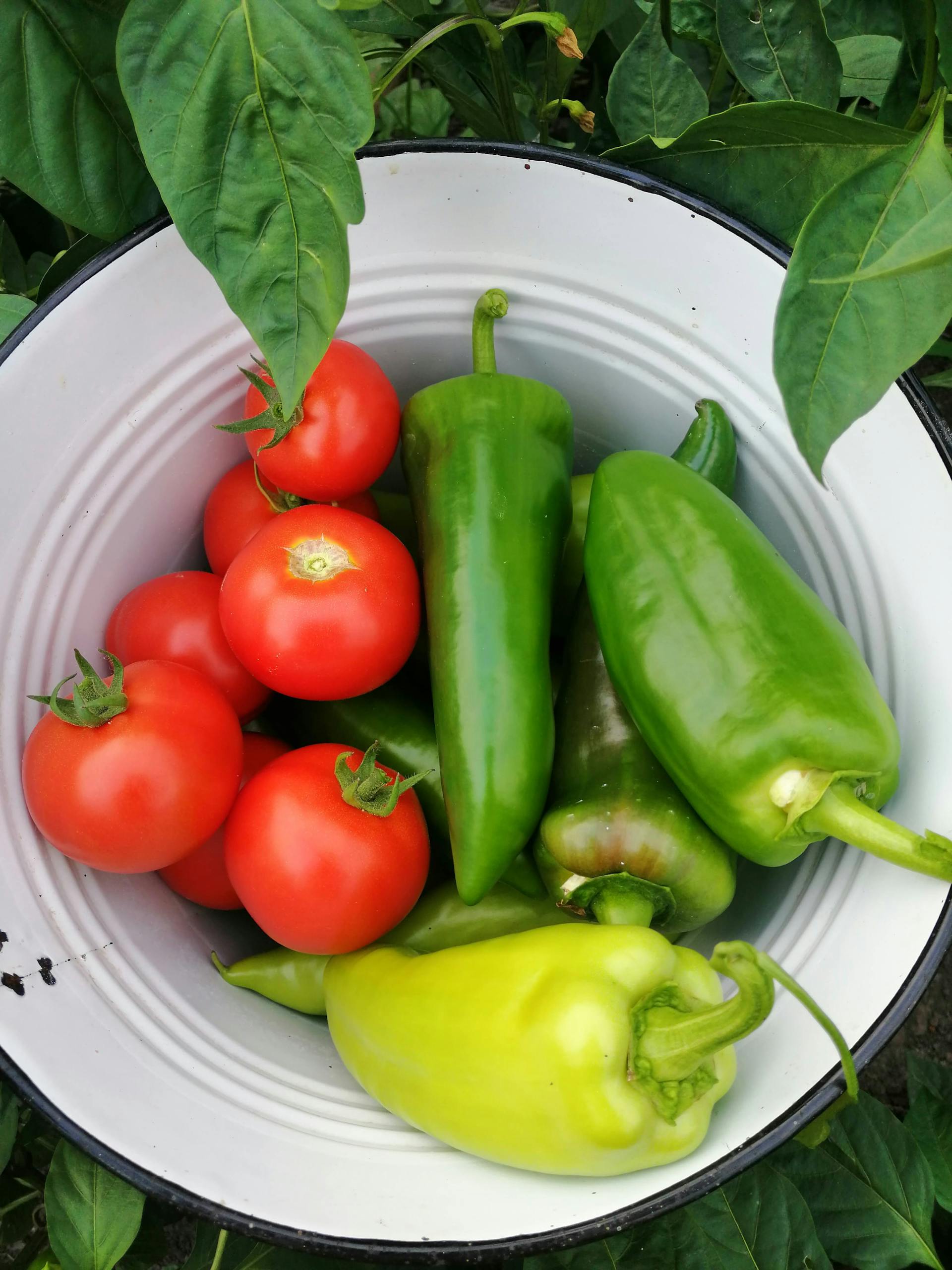 Vibrant tomatoes and peppers in a white ceramic bowl showcasing fresh produce from Bulgaria.