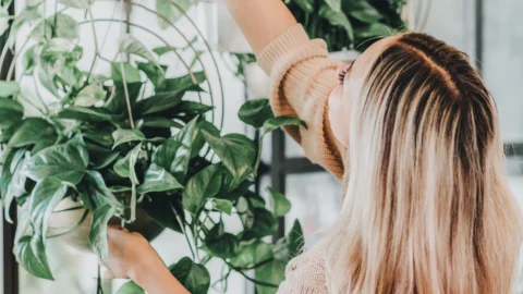 How to Make Potpourri at Home